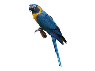 Caninde Macaw, Blue Throated Macaw for sale
