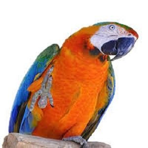 Playful Catalina Macaw Parrots for sale cheap