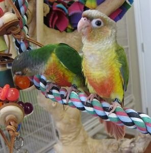 Cinnamon Green Cheek Conure Parrot for sale