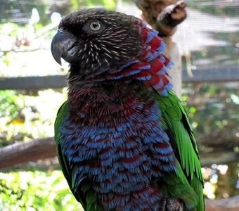 Hawk-Headed Parrot for sale