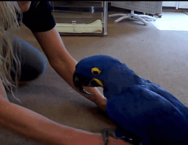 Blue & Gold Hyacinth Macaw for sale 
