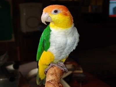 White Bellied Caique Parrot for sale