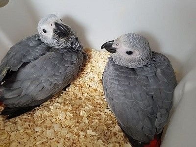 African Grey Baby Parrots for sale