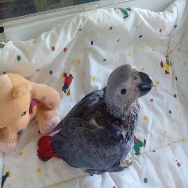 Hand-fed Congo Grey Parrot Birds For Sale Online