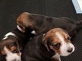 purebred beagle puppies for sale 