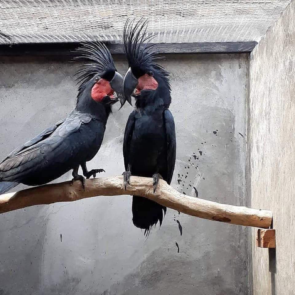 black palm cockatoo parrots for sale