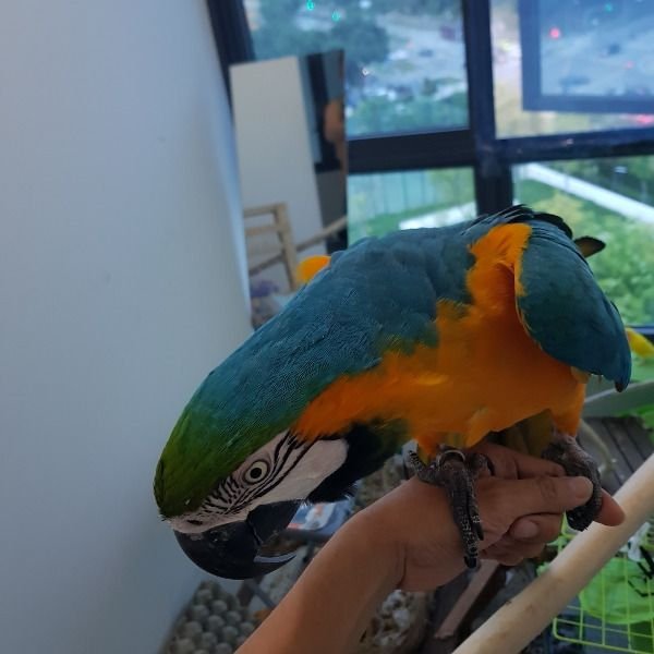 Macaw Parrots Birds for sale 