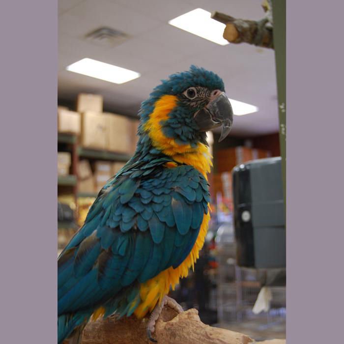 Blue Throated Caninde Macaw Parrot Birds For Sale