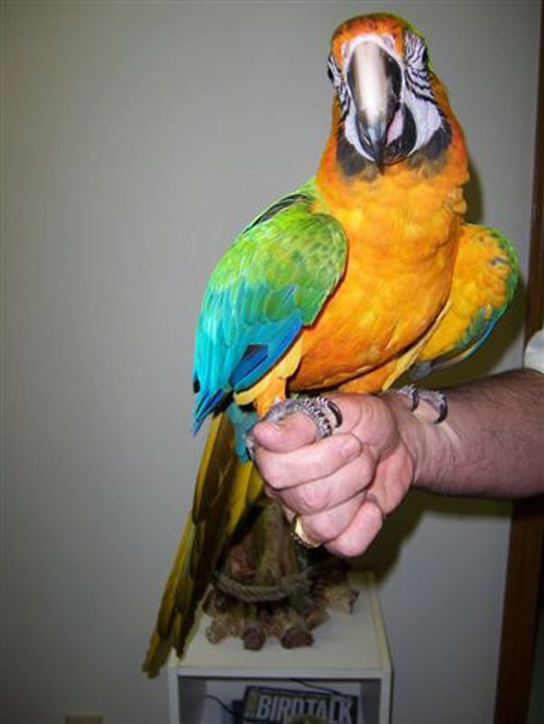 Catalina Macaw Parrot Birds For Sale