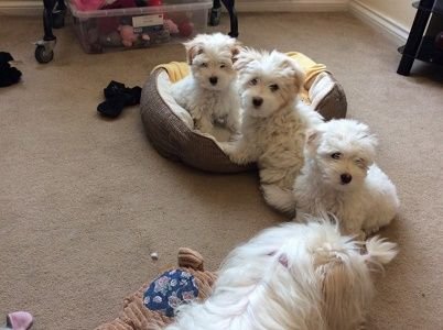 coton de tulear puppies for sale online