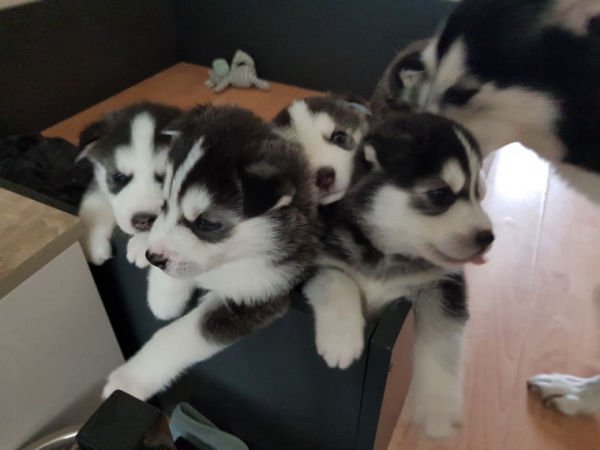 Friendly Blue Eyes Siberian Husky Puppies for sale