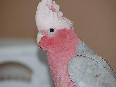 Rose Breasted Cockatoo or Galah Cockatoo Parrots for sale