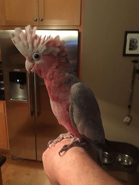 Rose Breasted Cockatoo Parrots For Sale 
