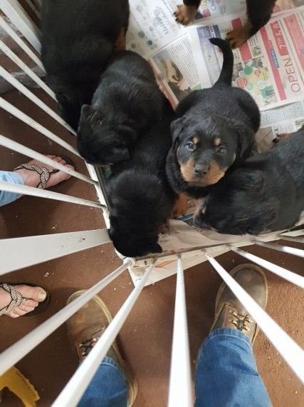 Rottweiler Puppies for sale online