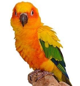 Sun Conure Parrot for sale