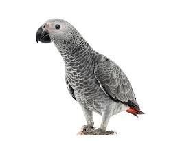 Timneh African Grey Parrots for sale online