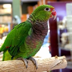 Vinaceous Amazon Parrots for sale online