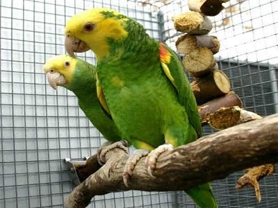 Yellow-Naped Amazon Parrot for sale