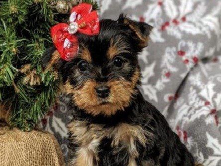 Yorkshire Terrier Puppies, Yorkie puppies, puppies for sale